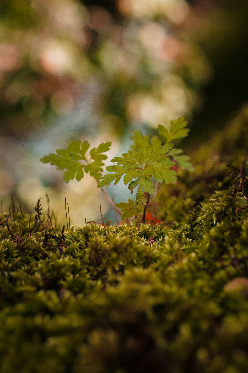 bas64-image-2025-11-30